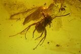 Detailed Fossil Ant (Formicidae) & Fly (Diptera) in Baltic Amber #150711-1